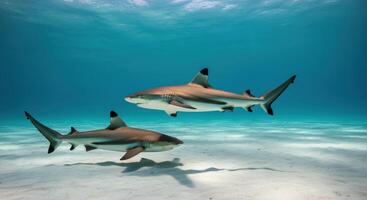 Graceful sharks swimming in clear ocean waters photo