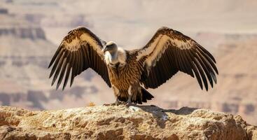 Majestic vulture with outstretched wings on rocky cliff in desert landscape photo