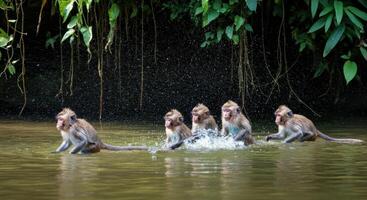 Playful monkeys splashing in a tropical river surrounded by lush greenery photo