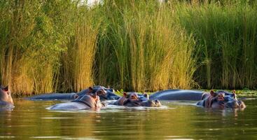 Tranquil hippos in lush wetland habitat at dusk photo