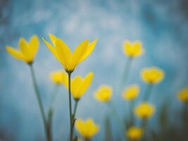 A blue background with yellow flowers in the foreground. photo