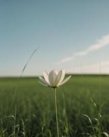 A single open flower in the center of a field. photo