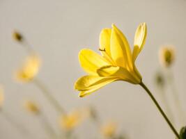 Bright yellow flower with open petals in sunlight. photo