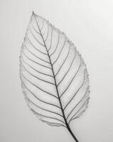 Branching veins spreading across a leaf surface. photo