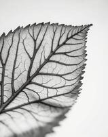 Branching veins spreading across a leaf surface. photo