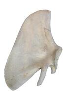 Whale Bone isolate in studio light photo