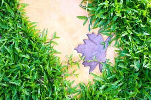 Green Grass in garden in soft light photo