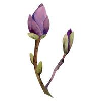 Spring flower, mauve magnolia camelia tree bush buds on branch, exotic isolated botanical illustration hand drawn in watercolor. Single element object for wedding bouquet, florist shop, stationery. vector