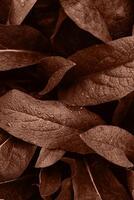 Leaf with water drops. Mocha Mousse texture abstract background. Color of the Year 2025 Mocha Mousse color. Chocolate or Brown Background photo