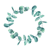 Eucalyptus branches, wreath, round frame. Hand drawn watercolor isolated botanical illustration. For design, decor, typography and printing, souvenirs png