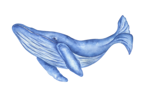 Watercolor illustration of a large humpback whale for World Whale Day, ocean rescue, ecology. Realistic illustration highlighted on a white background. png