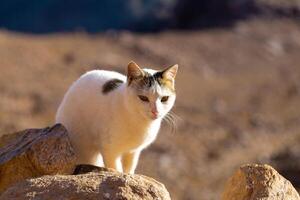 The cat walks along the trail against the backdrop of the mountain. photo