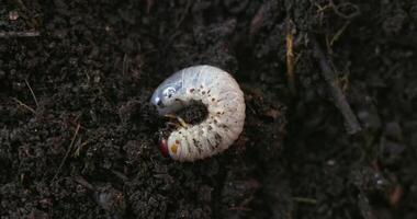 Close-up of Beetle Larva in Soil video