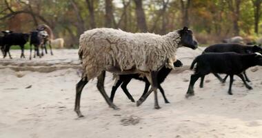 Sheep Grazing on Sandy Terrain in Forest video