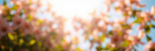 Blossoming pink flowers under bright sunlight in a serene spring garden photo