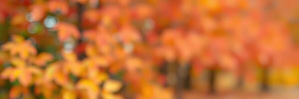 Vibrant autumn leaves display warm colors of nature in a serene outdoor setting during late fall photo