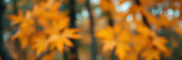 Vibrant autumn foliage capturing the essence of fall in a serene forest setting with blurred background photo