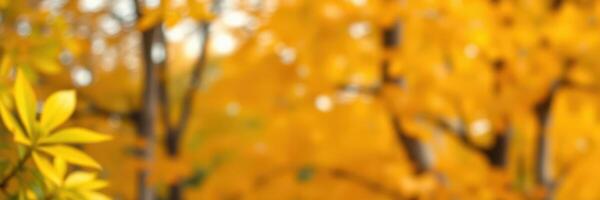 Vibrant autumn leaves create a warm and inviting atmosphere in a secluded forest area during mid-morning photo