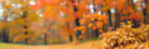 Vibrant autumn landscape with blurred foliage in a serene wooded area during a sunny day photo