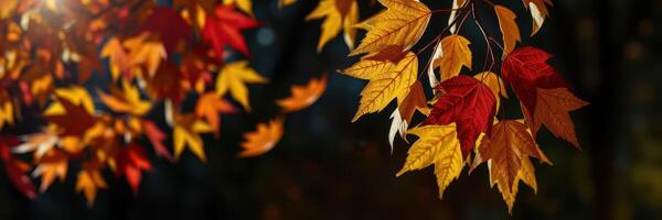 Colorful autumn leaves showcasing vibrant reds and yellows against a blurred background in a serene forest setting photo