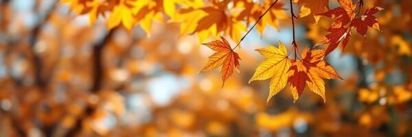 Colorful autumn leaves create a vibrant display against a blurred background in a wooded area photo