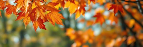 Vibrant orange leaves adorn trees in a serene autumn forest during a sunny day photo