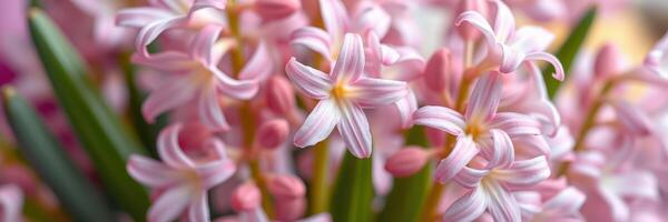 Pink hyacinth flowers blooming in a bright indoor setting during spring season photo