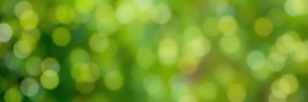 Soft green bokeh background created by sunlight filtering through leaves in a tranquil forest setting during daytime photo