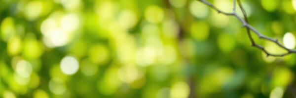 Vibrant green foliage with soft bokeh in a serene outdoor setting during daytime photo