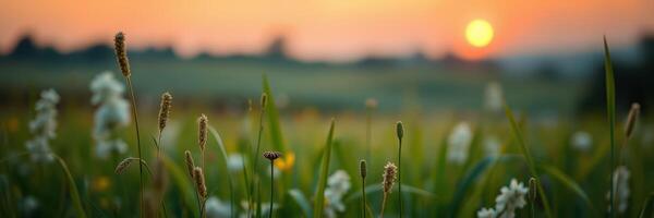Sunset over a vibrant meadow filled with wildflowers and tall grass in a tranquil rural setting photo