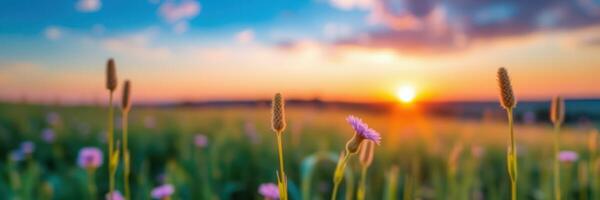 Vibrant sunset over a field of wildflowers with soft clouds lingering in the sky during golden hour photo