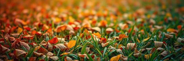 Fall leaves blanket a vibrant meadow with hues of orange and yellow during afternoon light photo