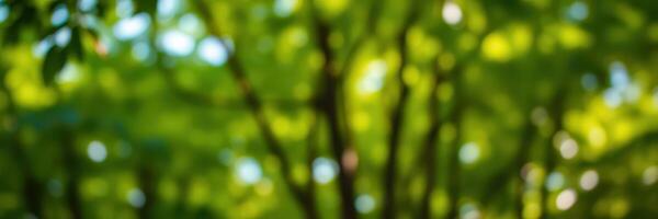 Lush green leaves create a serene backdrop in a forest during a sunny day in spring photo