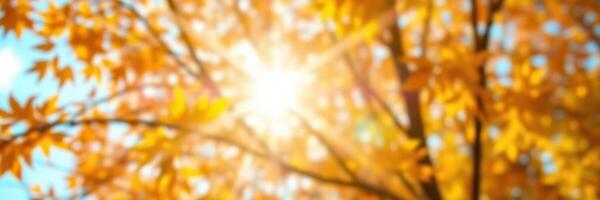 Beautiful golden leaves illuminated by sunlight in an autumn forest during a clear day photo