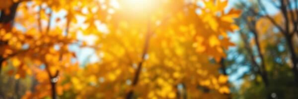 Golden autumn leaves glimmer under the warm sunlight in a tranquil forest photo