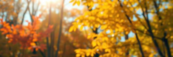 Autumn foliage displays vibrant colors under sunlight in a serene forest setting in October photo