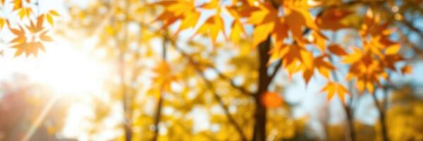 Warm sunlight filters through vibrant autumn leaves in a serene park setting during the early morning hours photo