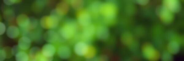 Lush green foliage shimmering under soft sunlight creates a vibrant and tranquil atmosphere in a peaceful garden setting photo