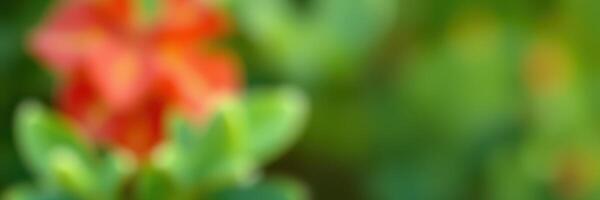 Close-up of vibrant orange flower against a soft green background during sunny day photo