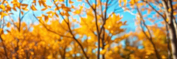 Autumn foliage captures bright yellow leaves against a clear blue sky in a tranquil forest setting photo