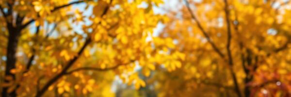 Vibrant autumn foliage illuminates a tranquil park path during a sunny day in early fall photo