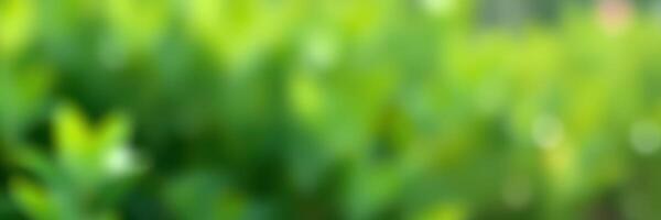 Lush green foliage creating a serene backdrop in a garden during a sunny afternoon photo