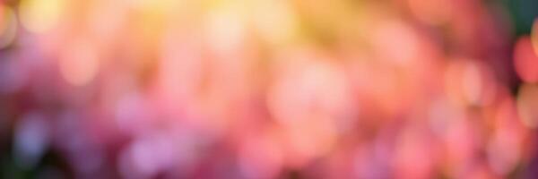 Colorful bokeh effect created by flowers in a garden during a sunny afternoon photo