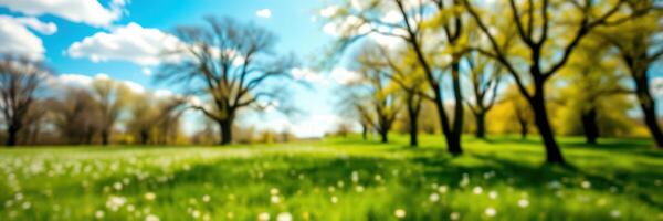 Lush green meadow under a blue sky with trees blooming on a sunny spring day photo