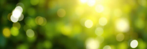 Soft sunlight streams through lush green foliage, creating a tranquil atmosphere in nature photo