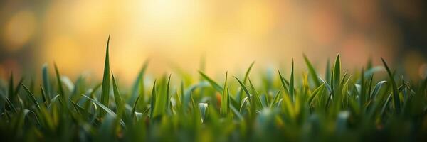 Morning light illuminates dew-covered grass in a serene outdoor setting during sunrise photo