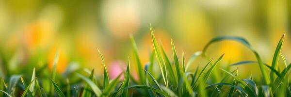 Grass growing lushly in a vibrant field filled with colorful flowers during a sunny day in springtime photo