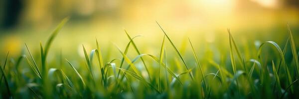 Lush green grass swaying gently in the warm sunlight during a peaceful afternoon photo