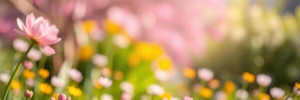 Vibrant spring garden filled with blooming flowers in soft sunlight during afternoon hours photo