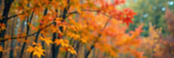 Vibrant autumn foliage displays stunning orange and red hues in a serene forest setting during a sunny afternoon photo